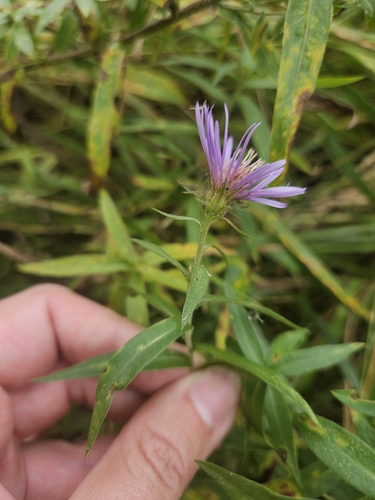 Image of Canadanthus modestus by (c) Solomiya, some rights reserved (CC BY)
