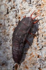 Callipappus farinosus