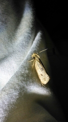 Tinea apicimaculella