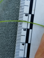Carex billingsii