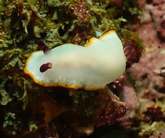 Goniobranchus sinensis