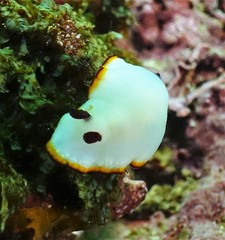 Goniobranchus sinensis