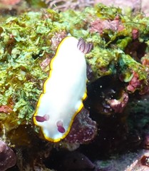 Goniobranchus sinensis