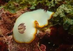 Goniobranchus sinensis