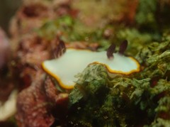 Goniobranchus sinensis