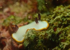 Goniobranchus sinensis