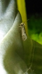 Tinea apicimaculella