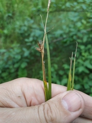 Carex michelii