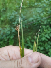 Carex michelii