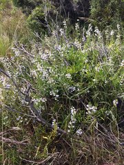 Scaevola anchusifolia