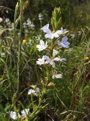 Scaevola anchusifolia