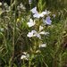 Scaevola anchusifolia - Photo (c) Colin Prickett,  זכויות יוצרים חלקיות (CC BY-NC-SA), הועלה על ידי Colin Prickett