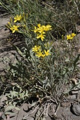 Crepis acuminata