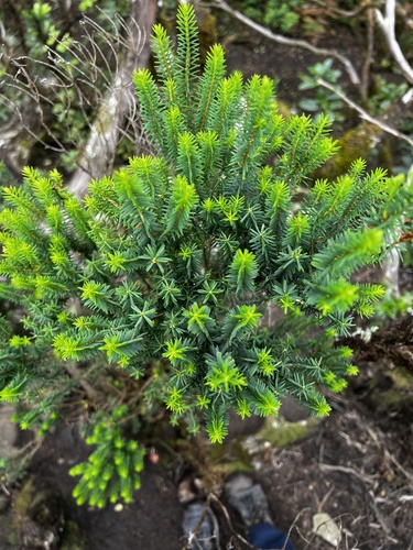 Image of Erica platycodon by (c) Alex Stuart, some rights reserved (CC BY)