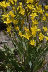 Crepis acuminata