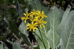 Crepis acuminata