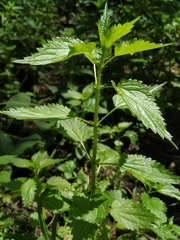 Urtica kioviensis