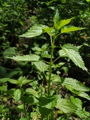 Urtica kioviensis