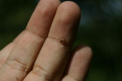 Amblyomma cajennense