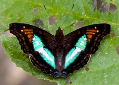 Doxocopa lavinia