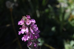 Pedicularis attollens