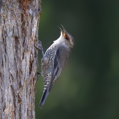 Climacteris erythrops