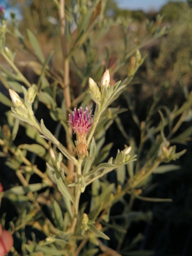 Genus Pechuelloeschea · iNaturalist