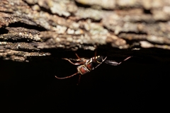 Neoclytus mucronatus