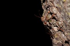 Neoclytus mucronatus
