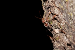 Neoclytus mucronatus