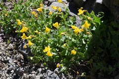 Erythranthe tilingii