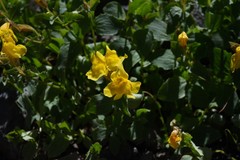 Erythranthe tilingii