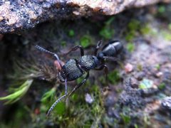 Rhytidoponera tasmaniensis