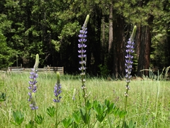 Lupinus burkei