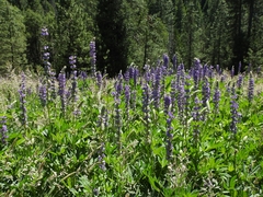 Lupinus burkei