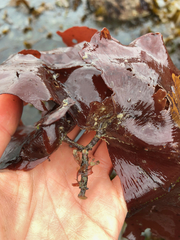 Constantinea subulifera