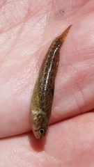Etheostoma
