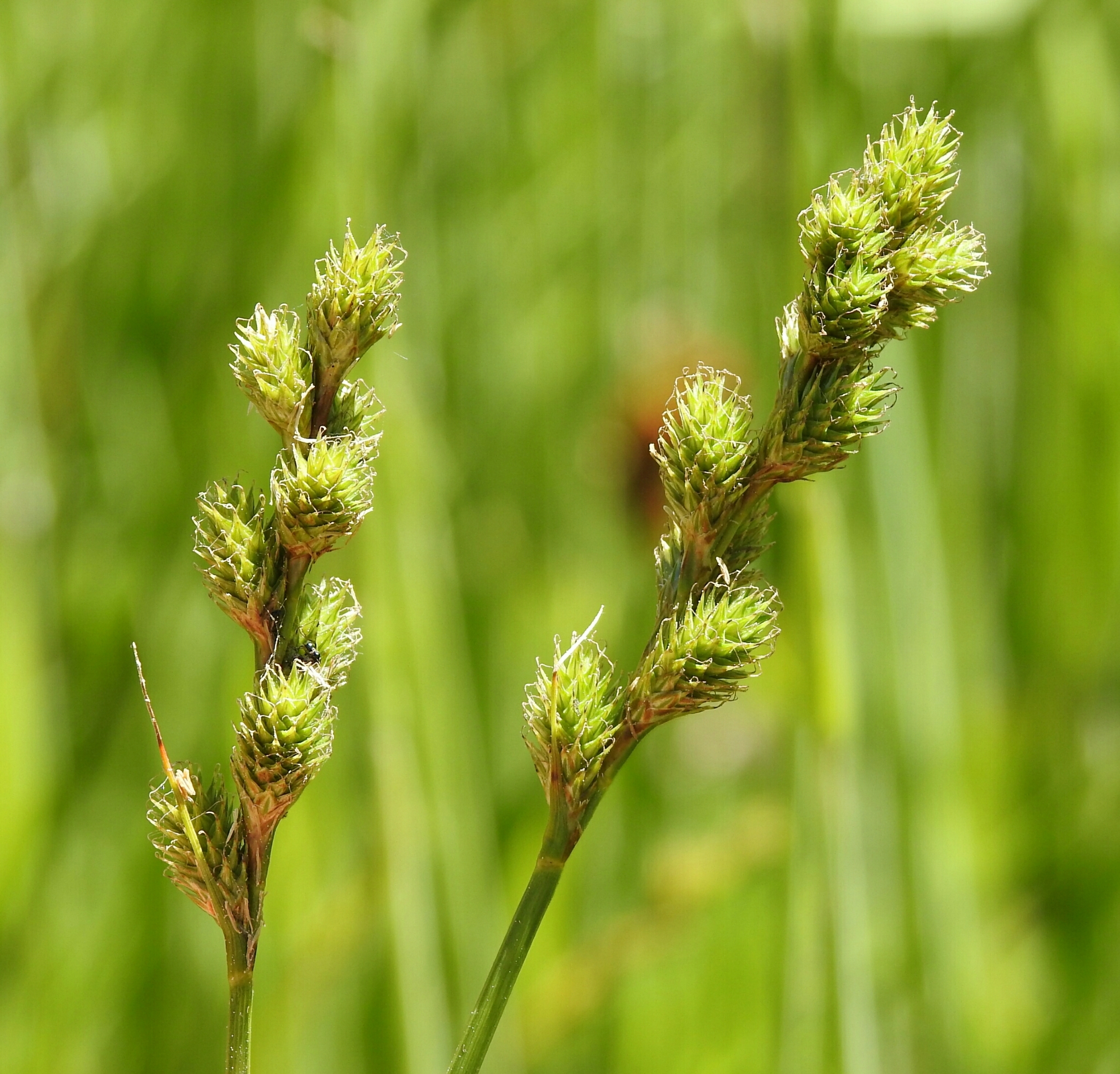 Carex feta