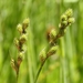 Carex feta - Photo (c) David Greenberger, algunos derechos reservados (CC BY-NC-ND), uploaded by David Greenberger