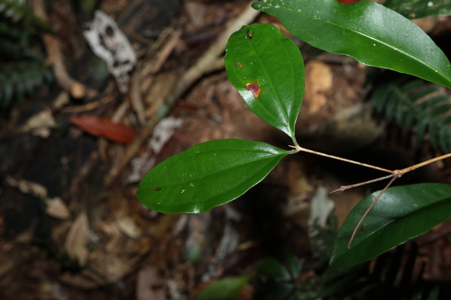 Image of Rhodamnia argentea by (c) Greg Tasney, some rights reserved (CC BY-SA)