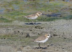 Charadrius javanicus