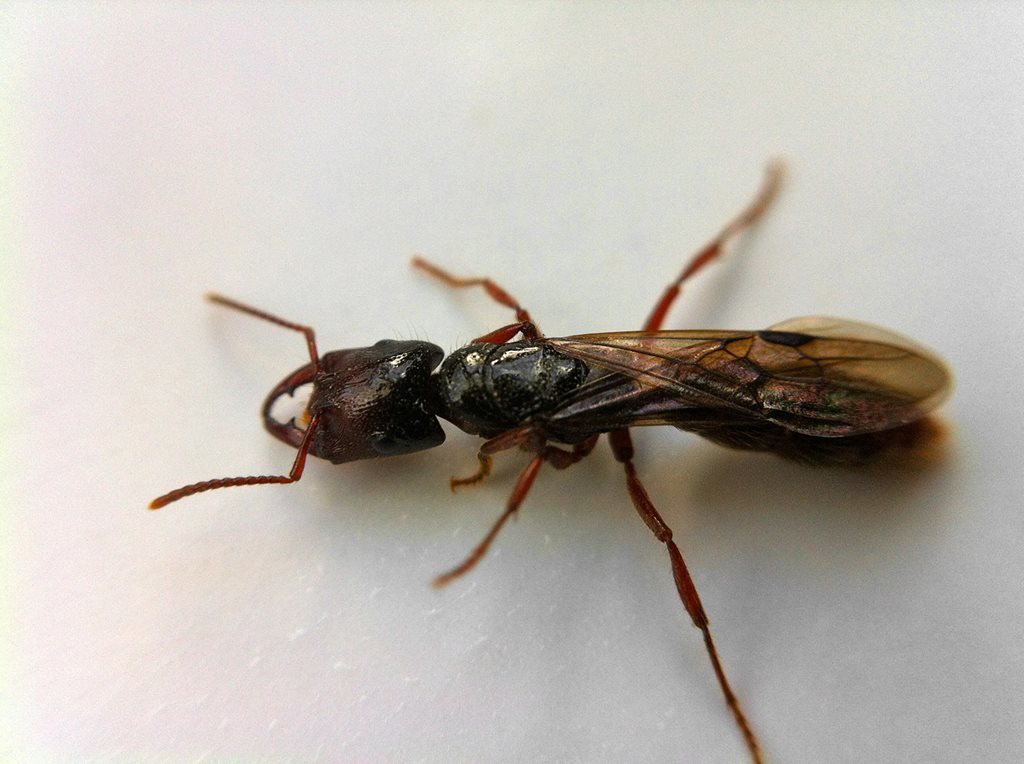 Amblyopone michaelseni