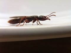 Amblyopone michaelseni