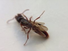 Amblyopone michaelseni