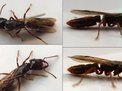 Amblyopone michaelseni