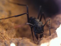 Rhytidoponera punctiventris