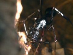 Rhytidoponera punctiventris