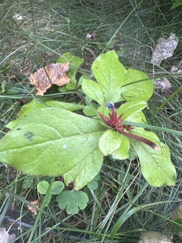 Ceratostigma plumbaginoides