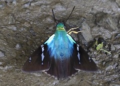Astraptes