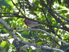 Haemorhous mexicanus